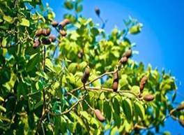 Jatobá - Benefícios e propriedades dessa planta e seu chá
